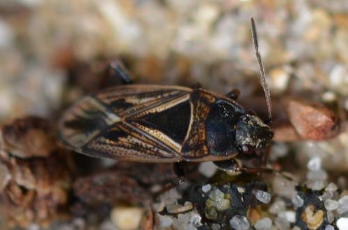 Xanthochilus quadratus